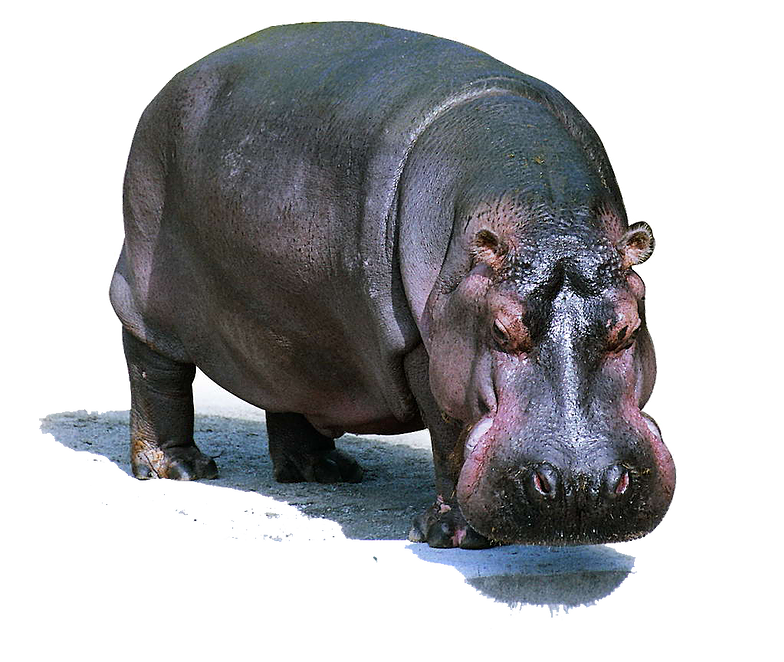Hippo PNG Pic