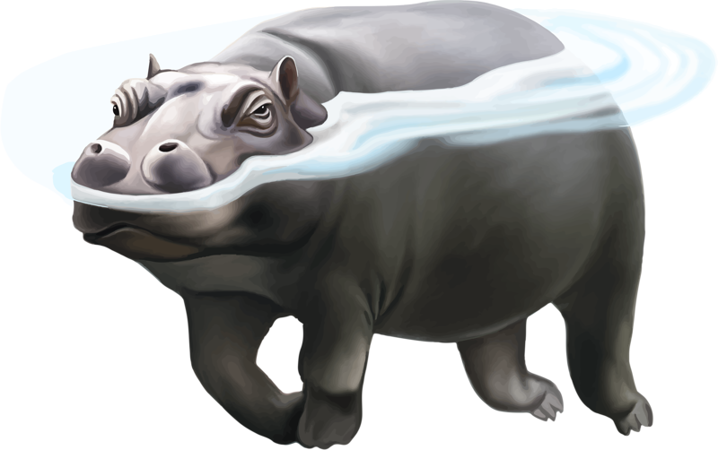 Hippo PNG صورة