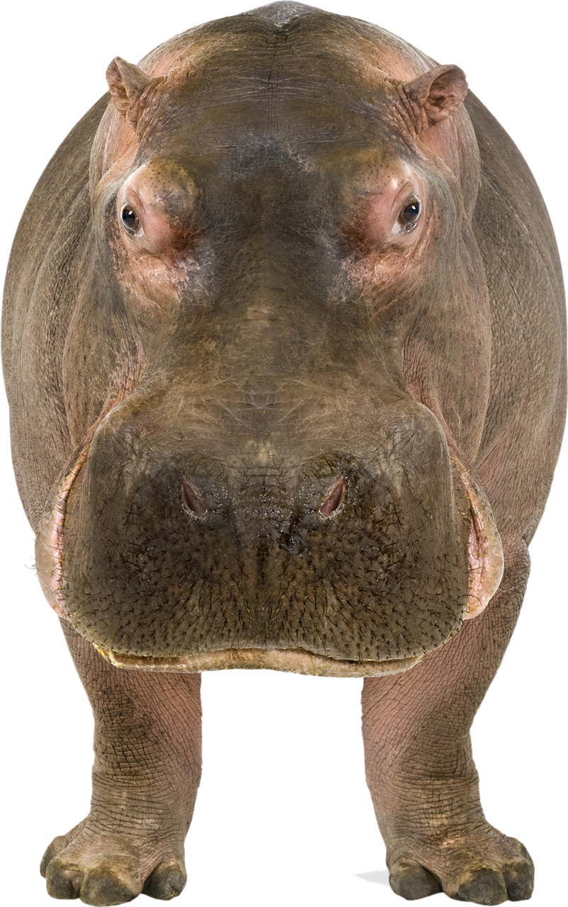 Hippo PNG Transparent Image
