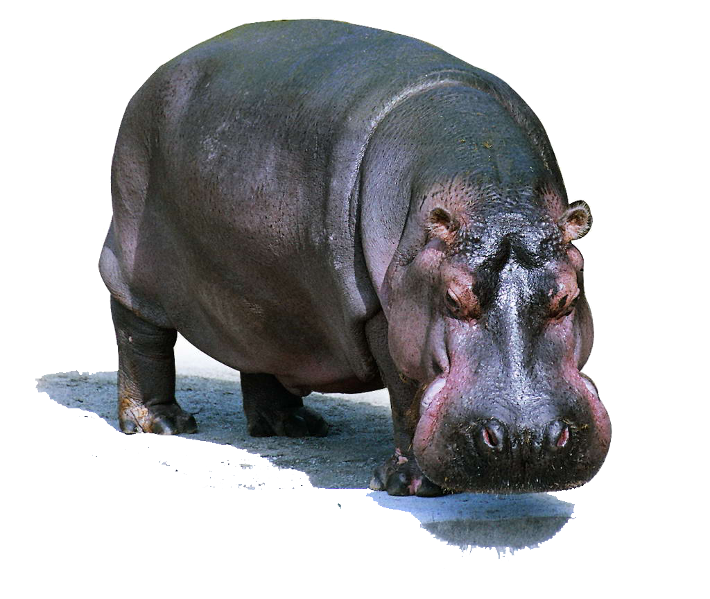 Hippo Transparent Background PNG