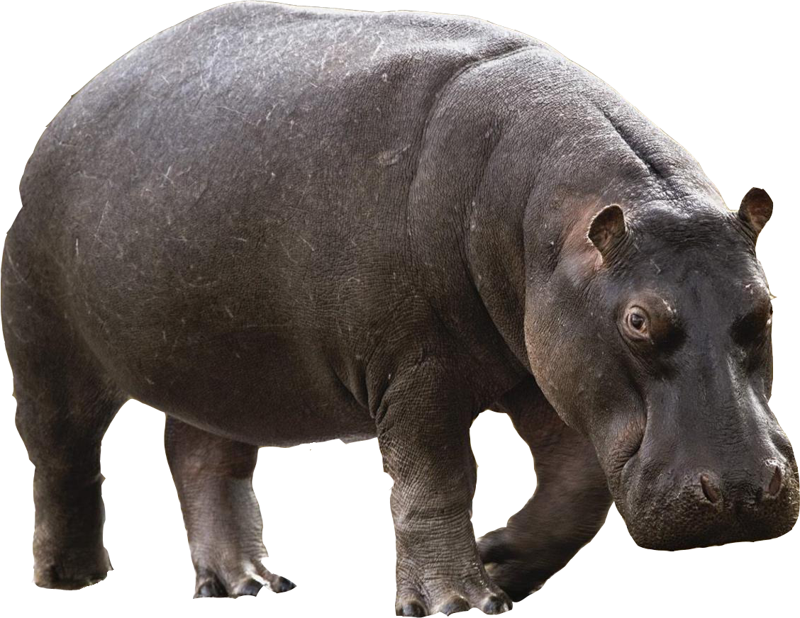 Hippo Transparent Image