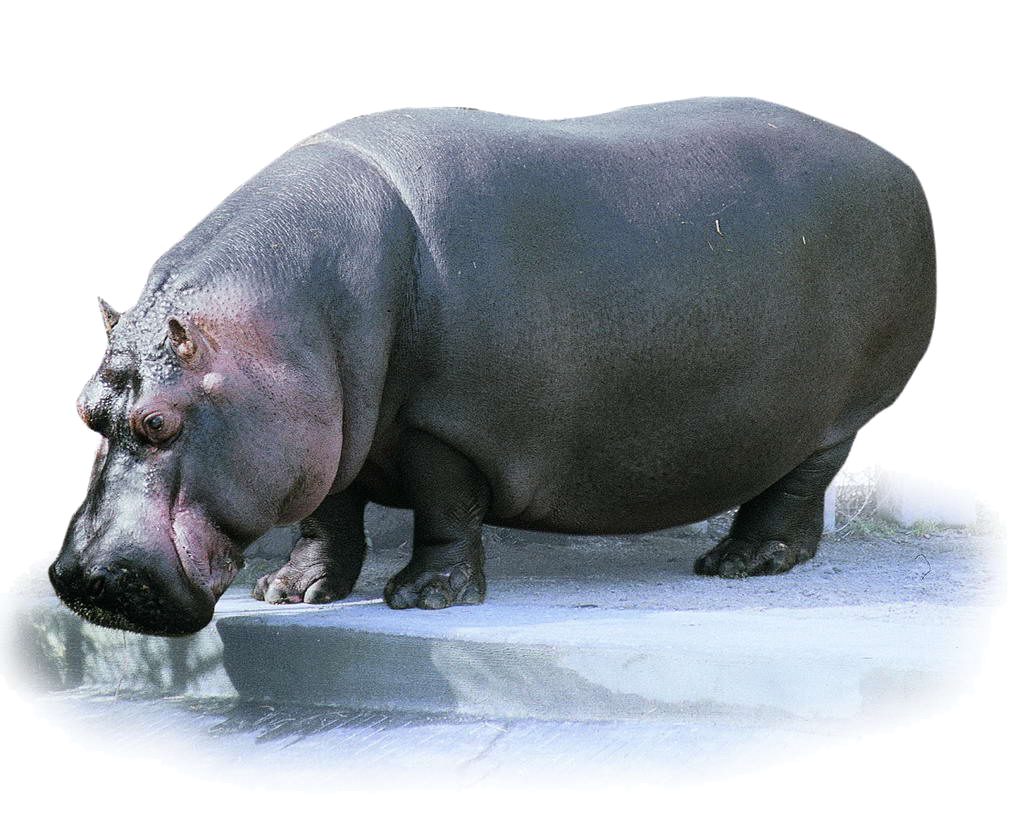 Hippo Transparent Images