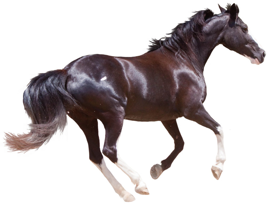 Horse PNG High-Quality Image