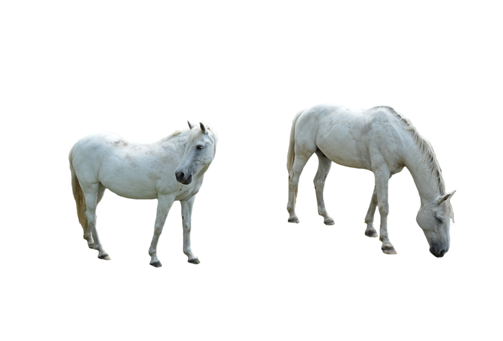 Horse PNG Image Background