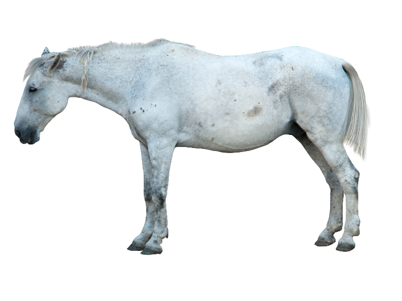 Paard PNG-beeld Transparant