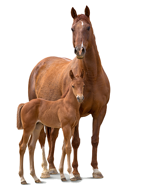 Horse PNG Pic