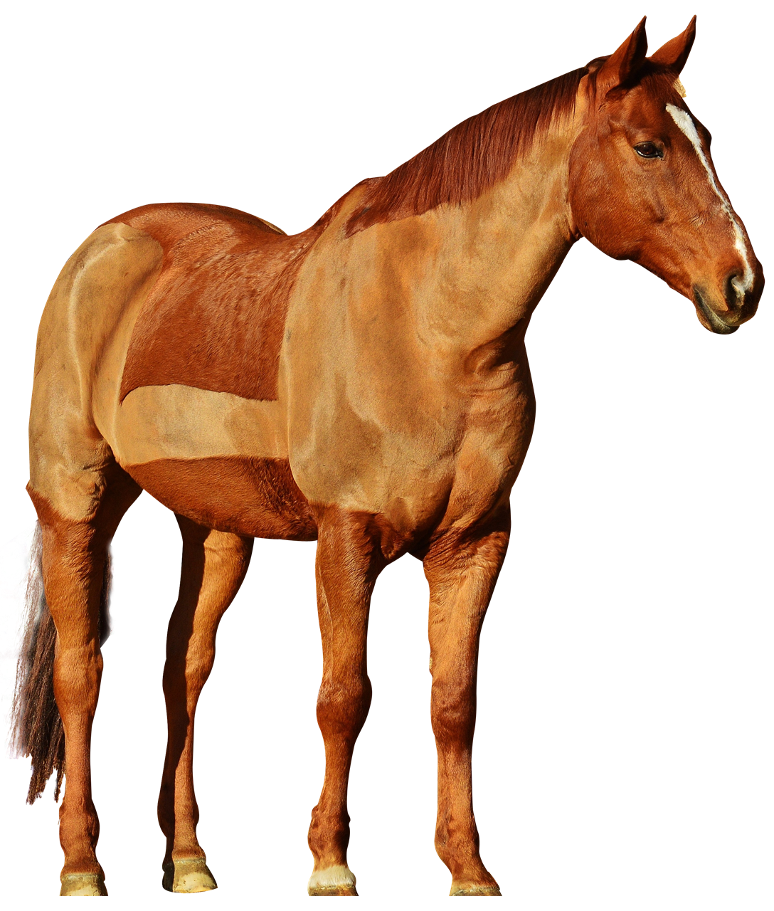 Horse Transparent Background PNG