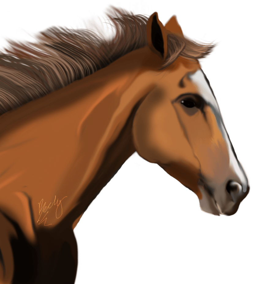 Horse Transparent Image