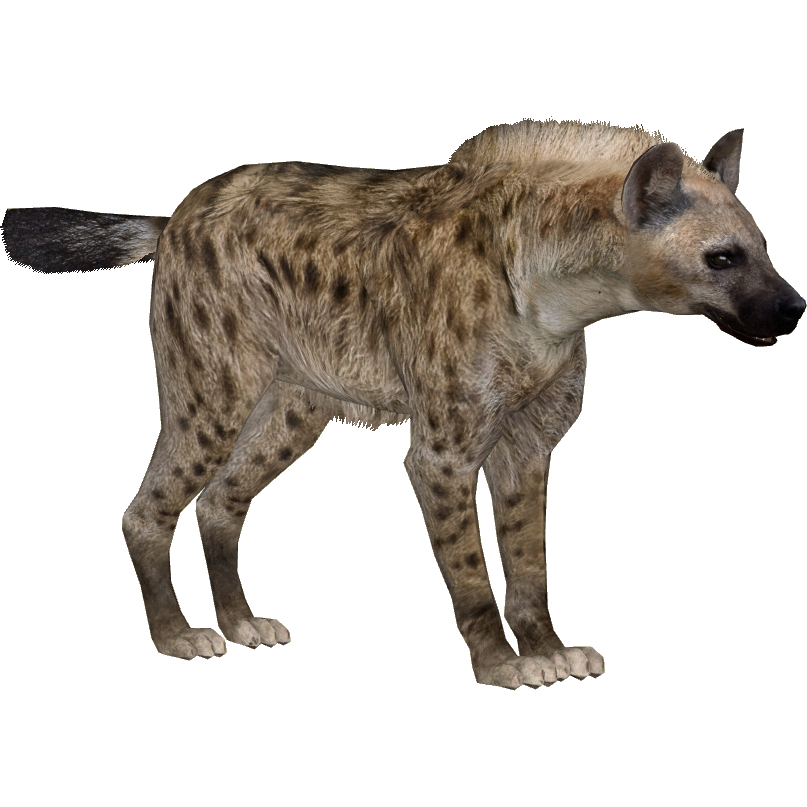 Hyena PNG Background Image