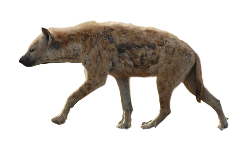Hyena PNG Download Image