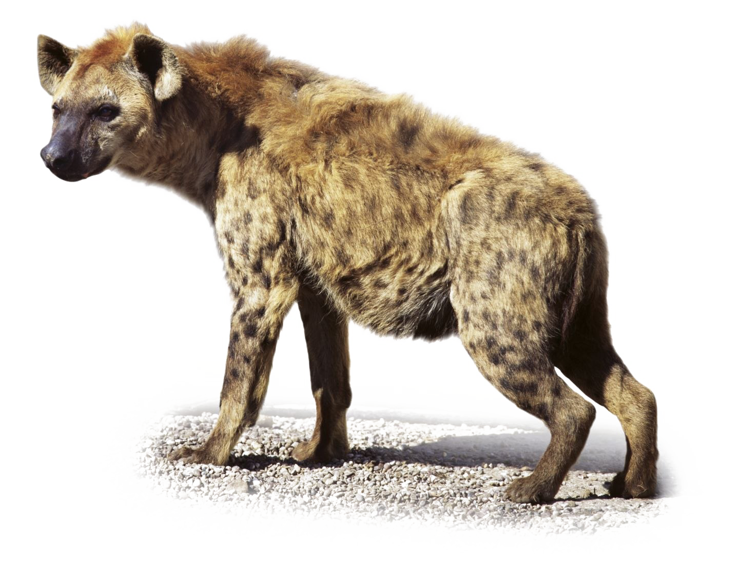 Hyena Transparent Images
