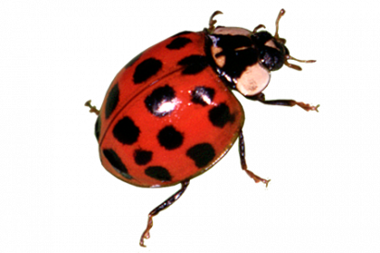 Ladybug Serangga Unduh Gambar PNG