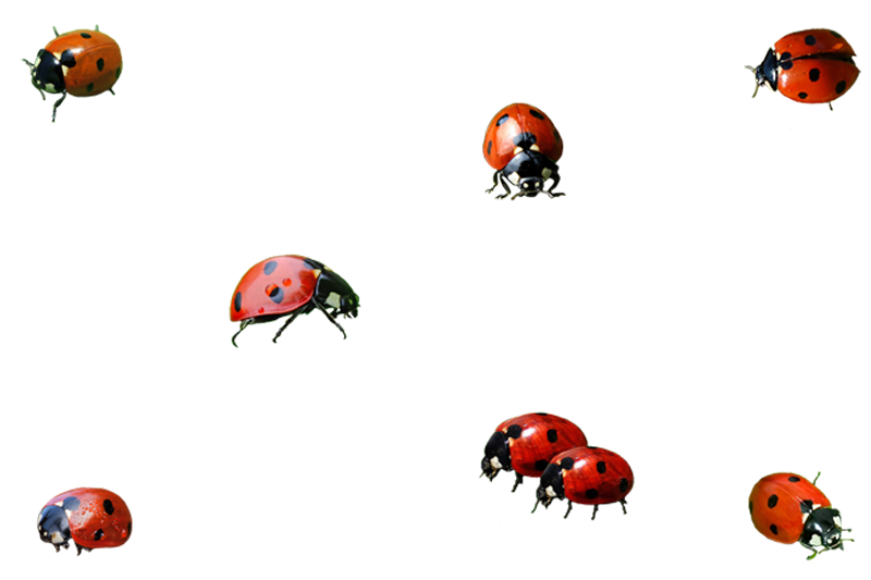 Ladybug serangga Gambar latar belakang PNG