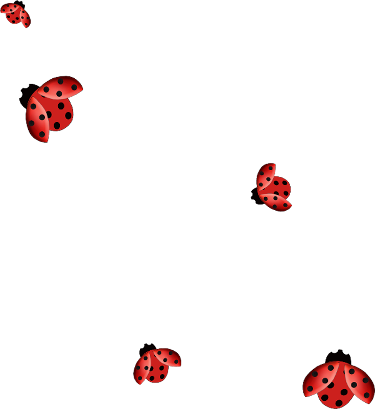 Ladybug Insect PNG скачать бесплатно