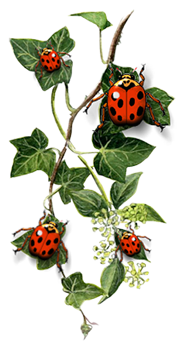 Ladybug serangga PNG Gambar berkualitas tinggi