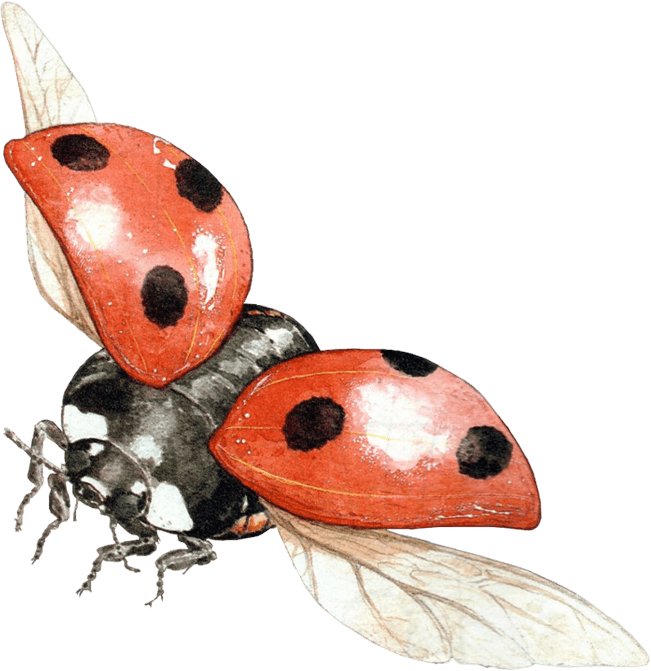 Ladybug Serangga PNG Gambar Latar Belakang