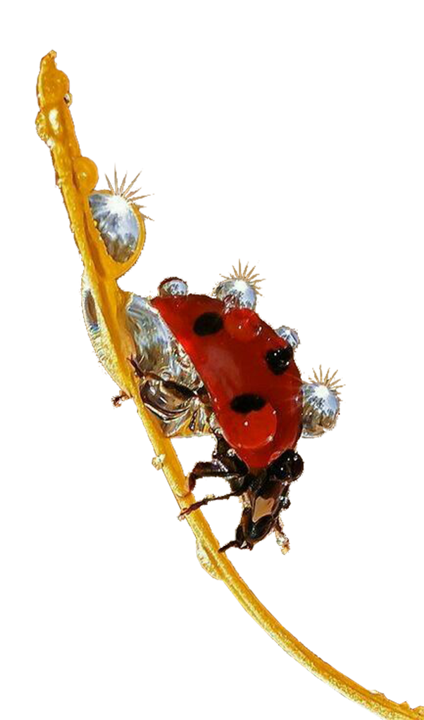 Immagine PNG insetto coccinella