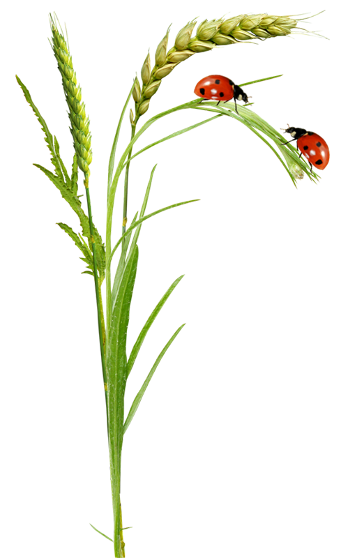 Ladybug Insect PNG Pic