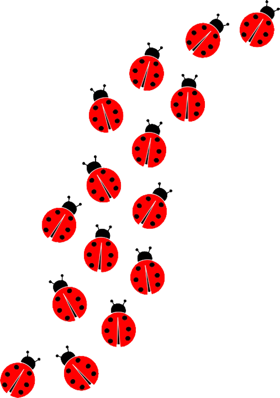 Ladybug насекомое PNG картина