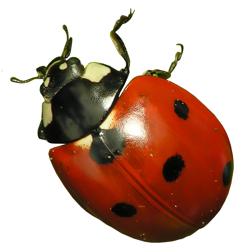 Ladybug serangga PNG Gambar Transparan
