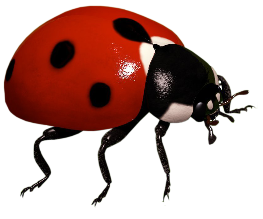 Ladybug serangga background Transparan PNG