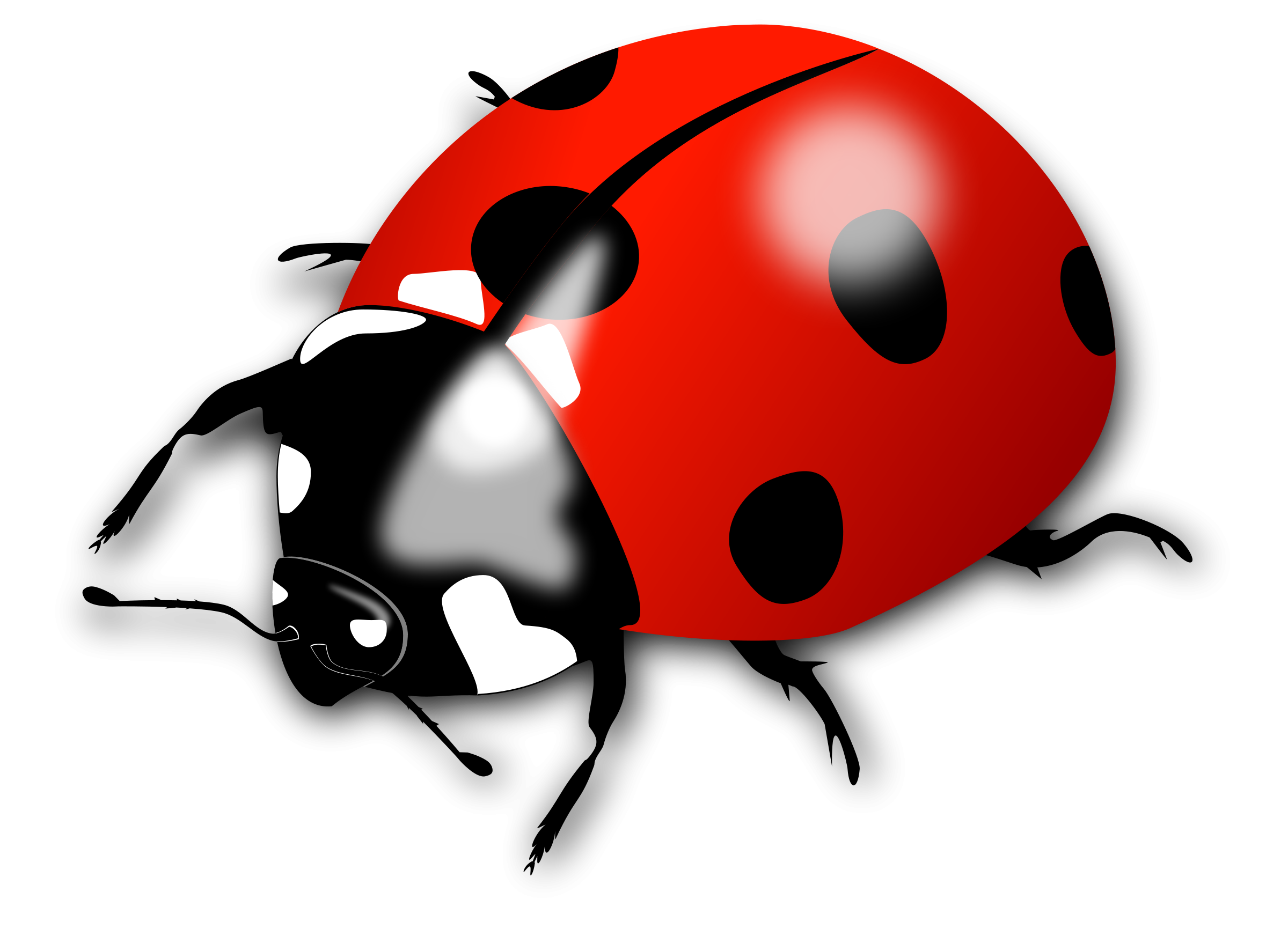 Ladybug насекомое прозрачное изображение