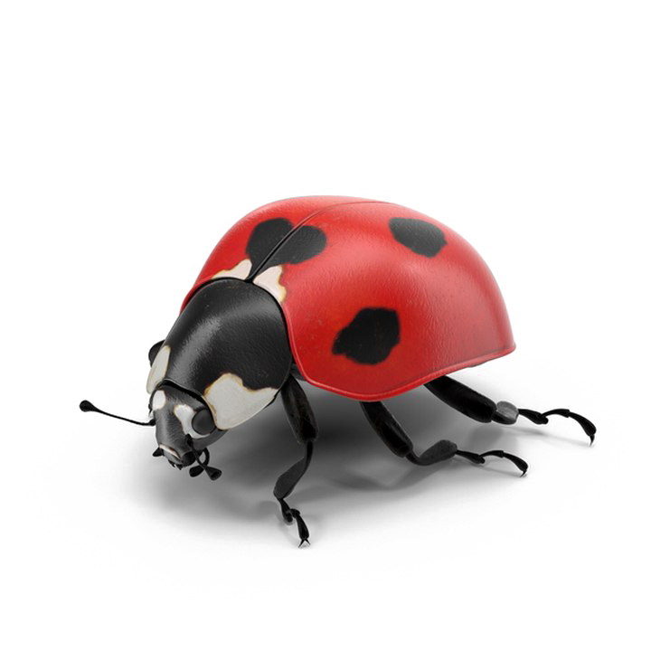 Ladybug PNG Pic