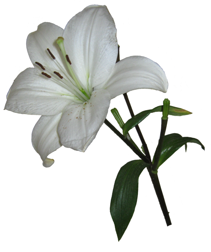 Lily Download PNG Image
