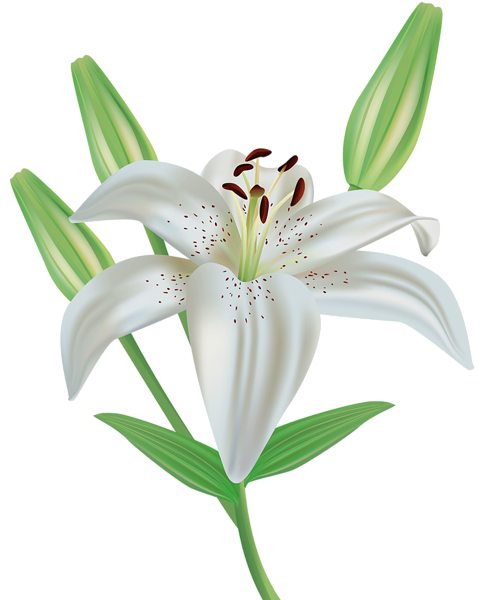 Lily Free PNG Image