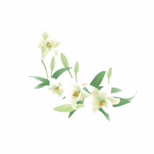 Lily PNG Free Download
