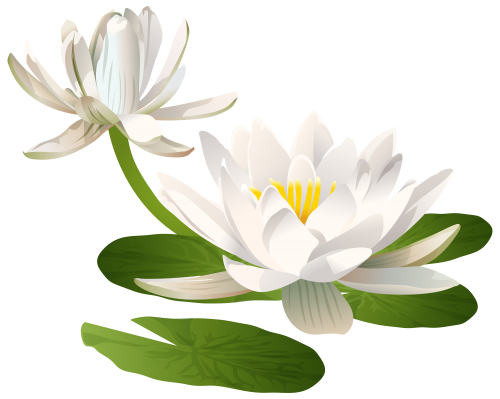 Image Lily PNG
