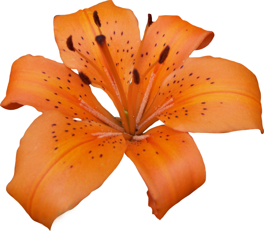 Lily Transparent Background PNG