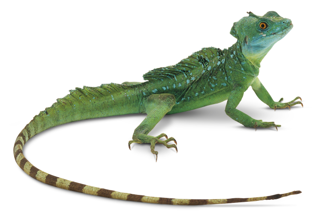 Lizard PNG High-Quality Image