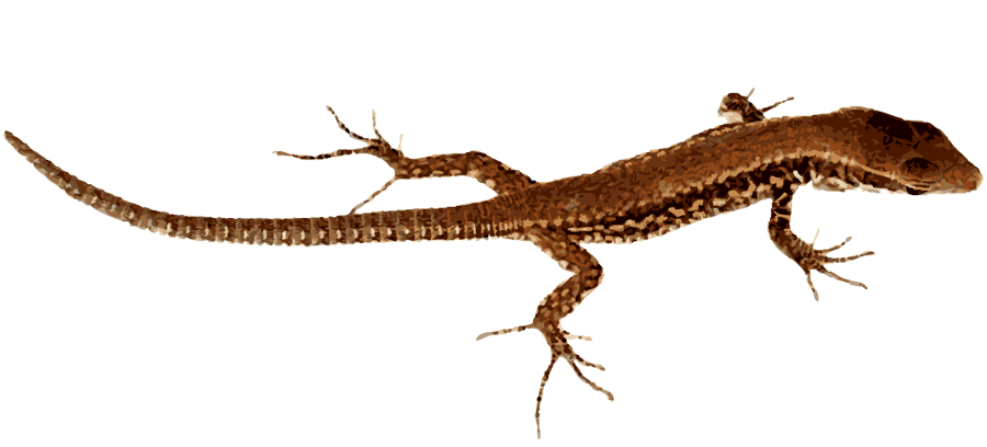 Lizard PNG Photo