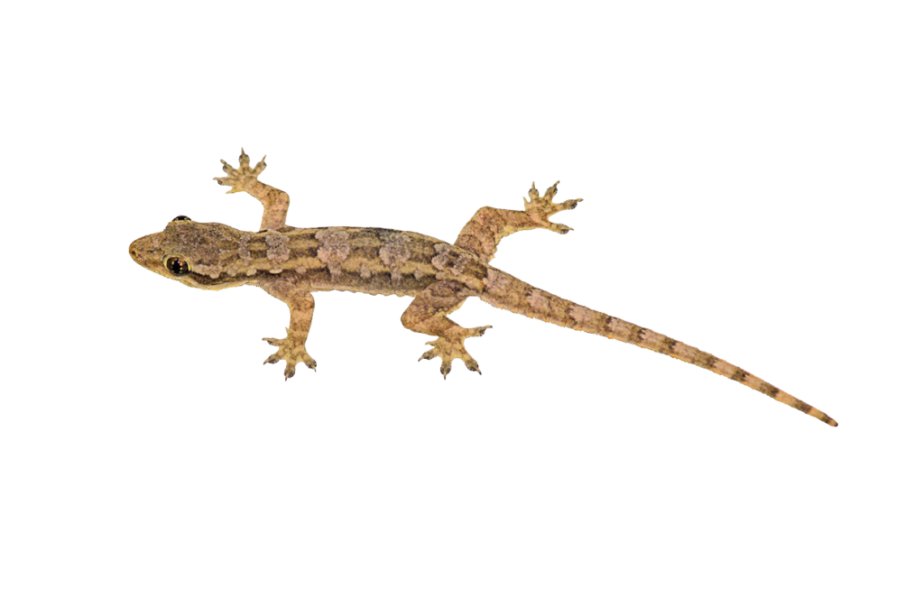 Lizard PNG Picture