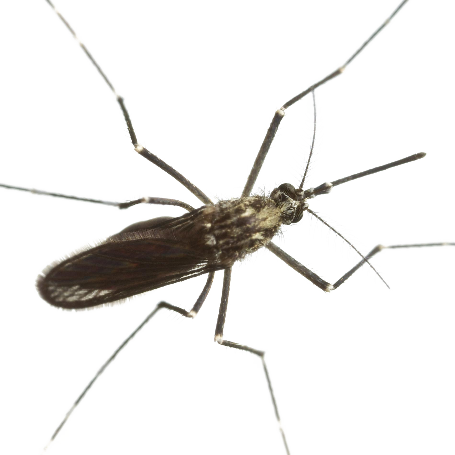 Mosquito Download PNG Image
