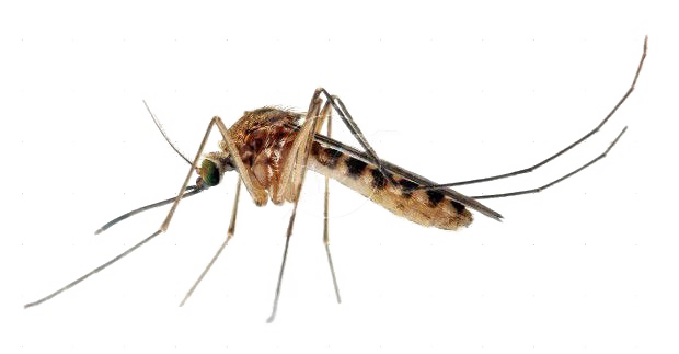 Mosquito Download Transparent PNG Image