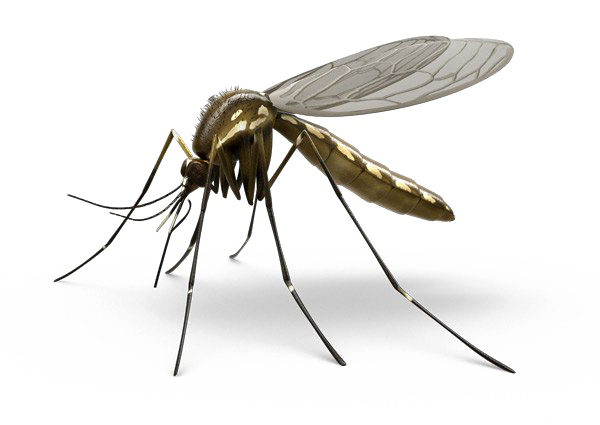 Mosquito Free PNG Image