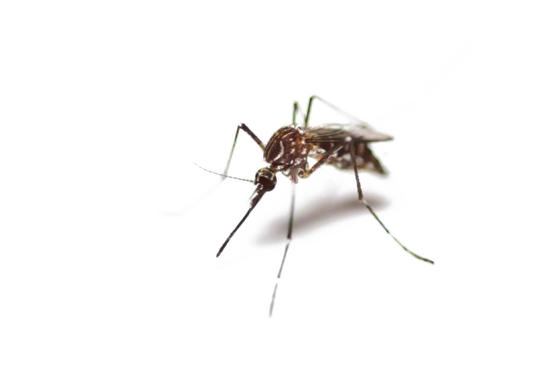 Mosquito PNG High-Quality Image