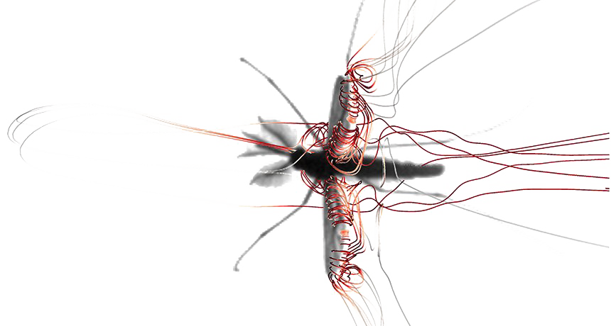 Mosquito PNG Image Background