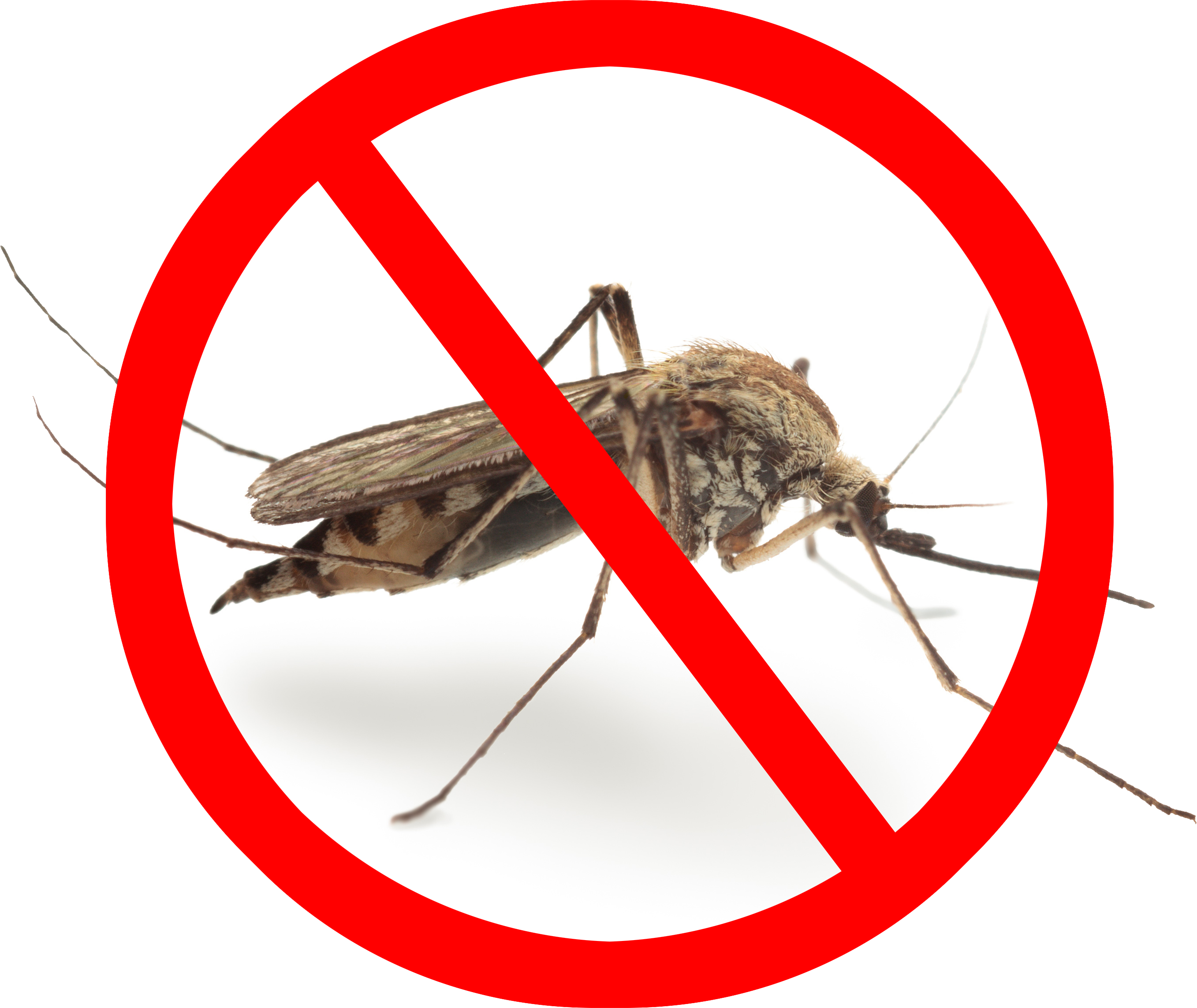 Mosquito PNG Image Transparent