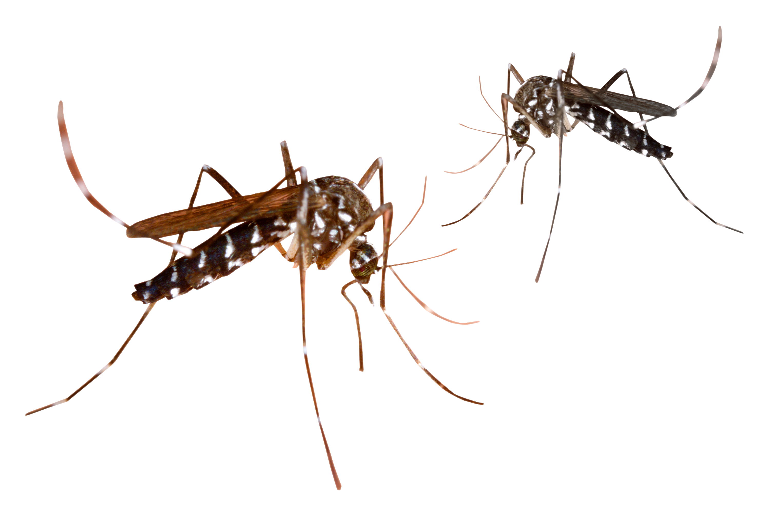 Mosquito PNG Picture