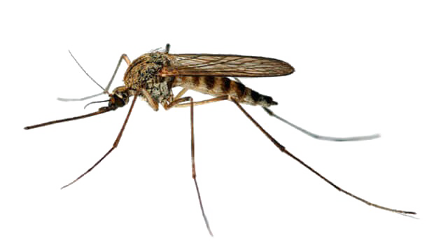 Mosquito Transparent Background PNG