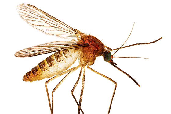 Mosquito Transparent Images
