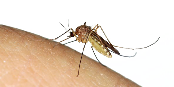 Mosquito Transparent