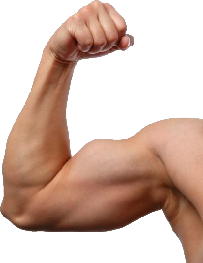Imagem transparente do braço muscular