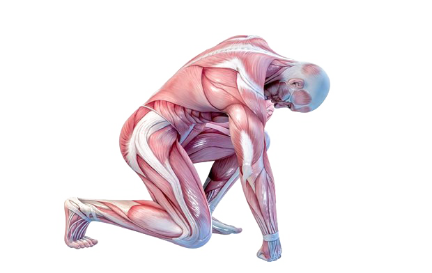 Muscle PNG Photo