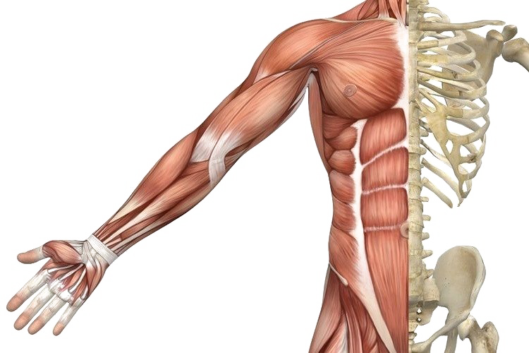 Muscle PNG Picture
