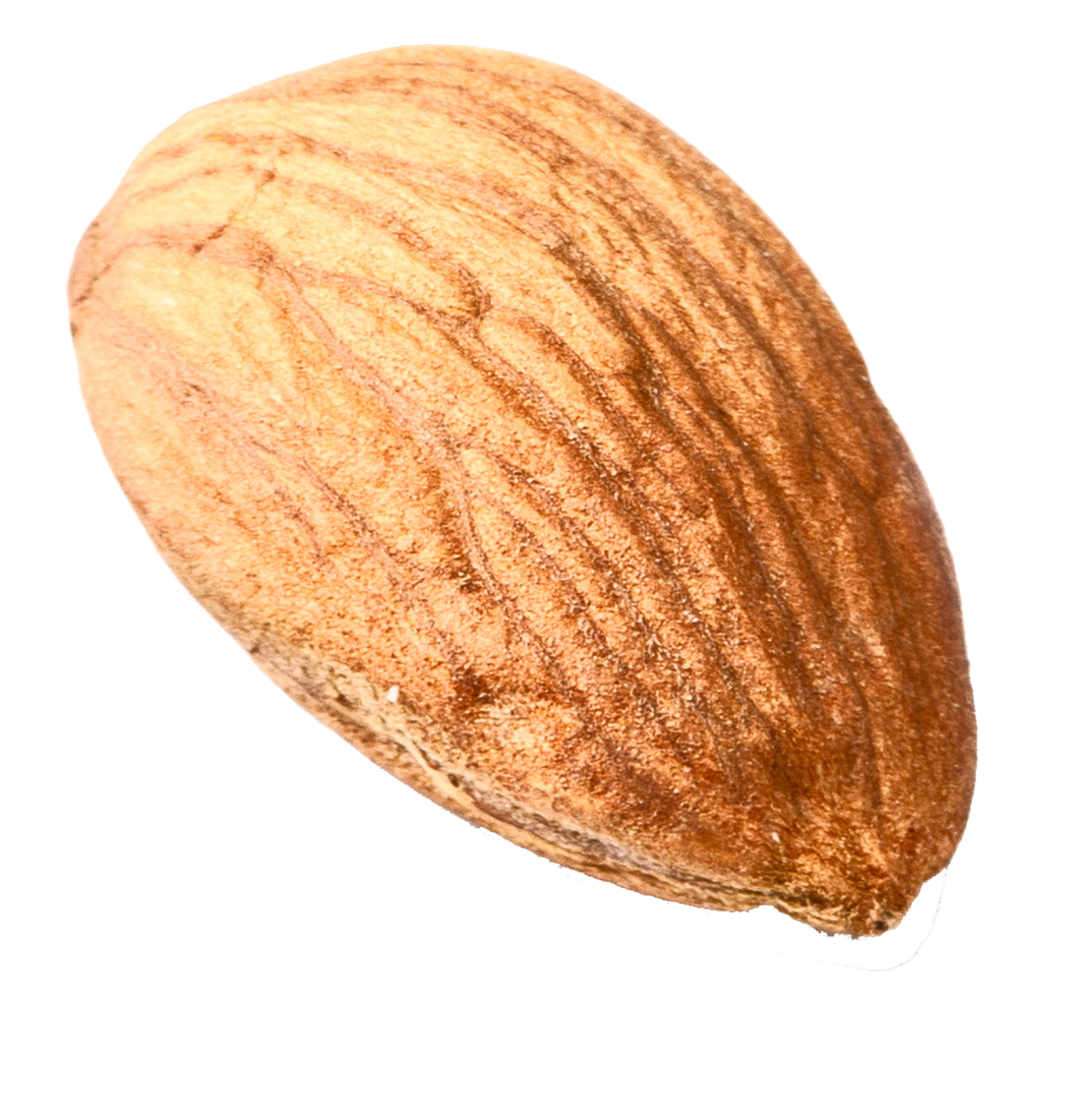 Nut PNG Download Image