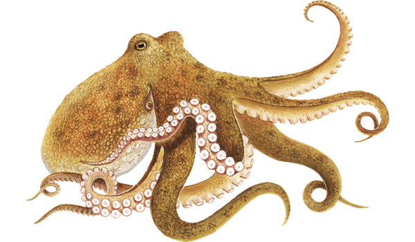 Octopus Free PNG Image